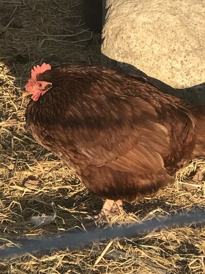 feathers1.jpg