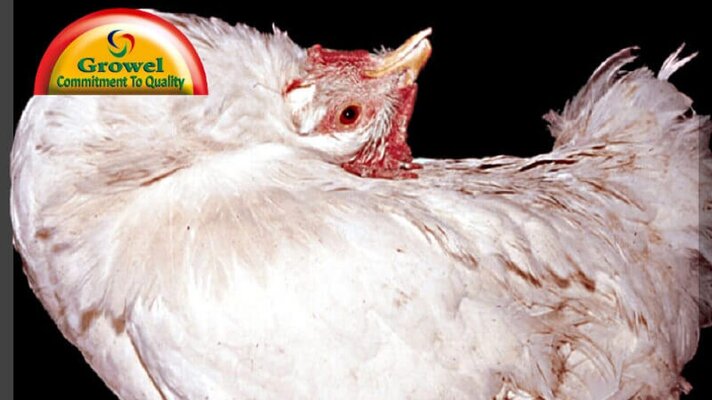 Vitamin-Deficiencies-in-Poultry-1280x720.jpg Vitamin-Deficiencies-in-Poultry-1280x720.jpg