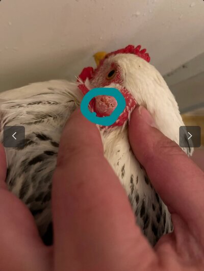 Screenshot_20210918-230255_BackYard Chickens.jpg