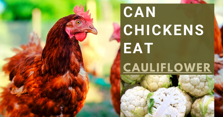 Can Chickens Eat (1).png