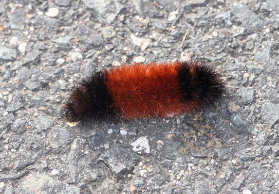woolly-bear-caterpillar-winter.jpg