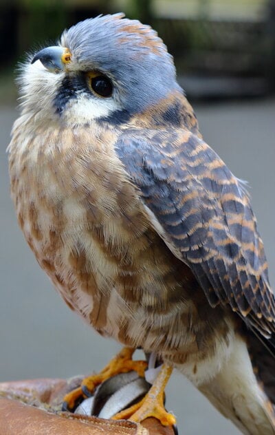 American Kestrel - Kessy.JPG