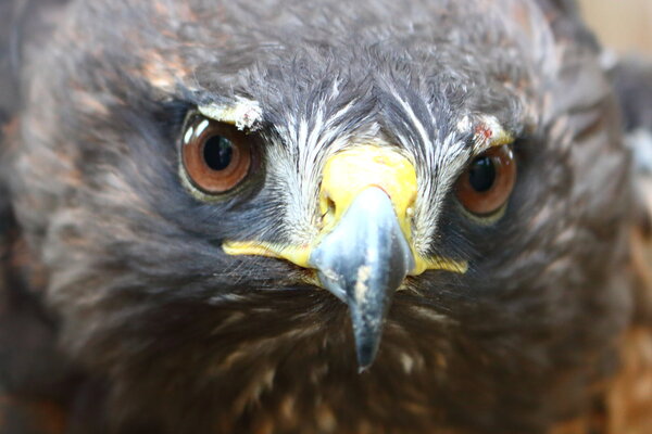 Red Tailed Hawk.JPG