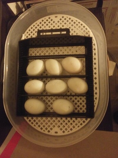 CallDuckEggs.jpg