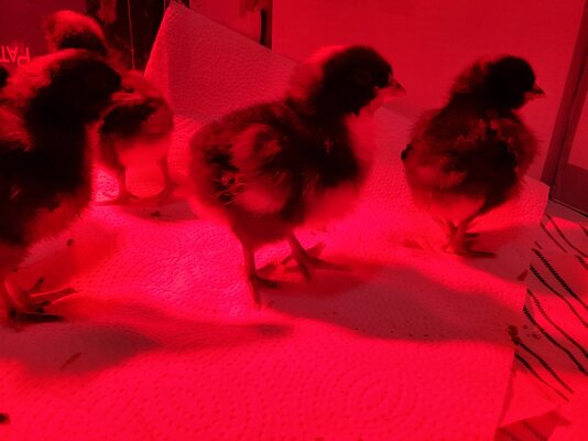 chicks3.jpg