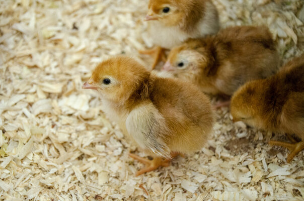 Baby Chicks070221001.jpg