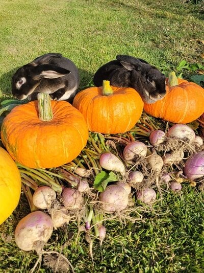 fall harvest 2.jpg