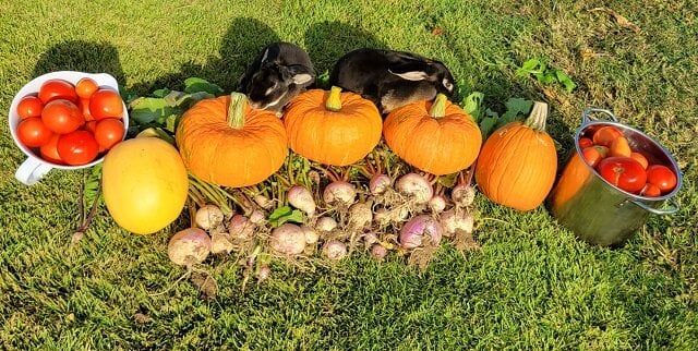 fall harvest 1.jpg
