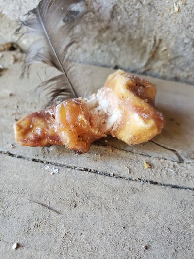 ChickenThing.jpg