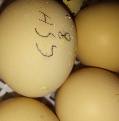 crystals_on_egg.jpg