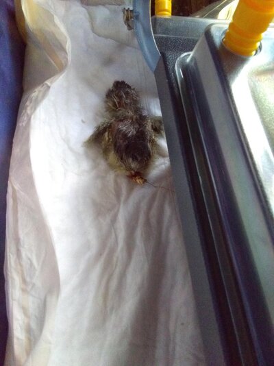 chick2.jpeg