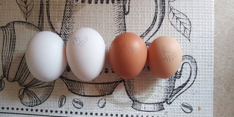 phoebesmegaegg72021.jpg