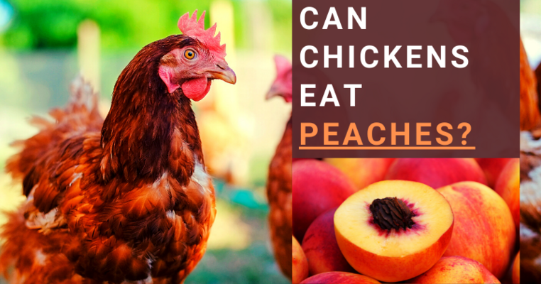 Can Chickens Eat Peaches? All You Need To Know