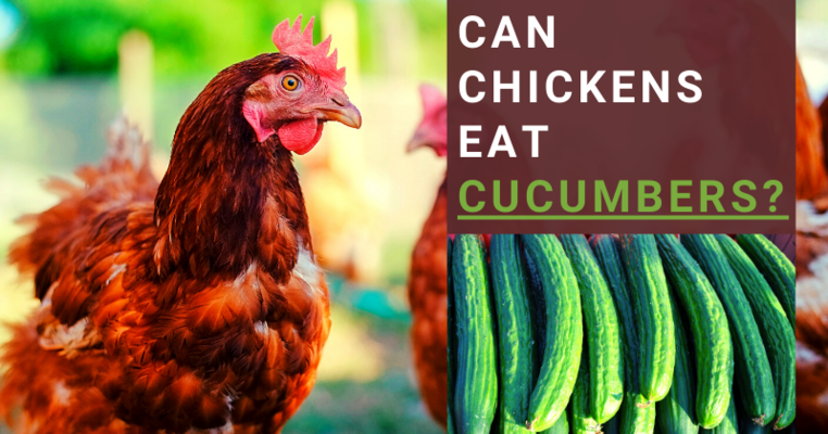 Can Chickens Eat Cucumbers? All You Need To Know