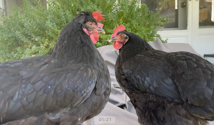 hens.jpg