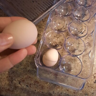 First 2 eggs.jpg