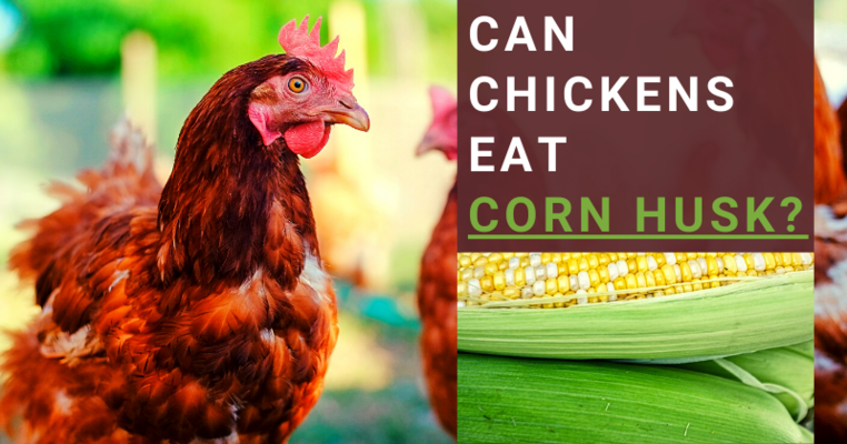 Can Chickens eat Corn Husks? All You Need To Know