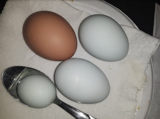 2021 Trio - 1009 Fairy Egg vs Regular.jpg