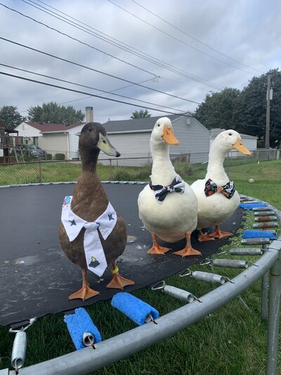 3C04E730-BA98-439E-9367-51FA274C27C7.jpeg