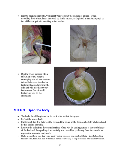 Microsoft Word - Poultry necropsy manual 2008.doc_Page_03.png
