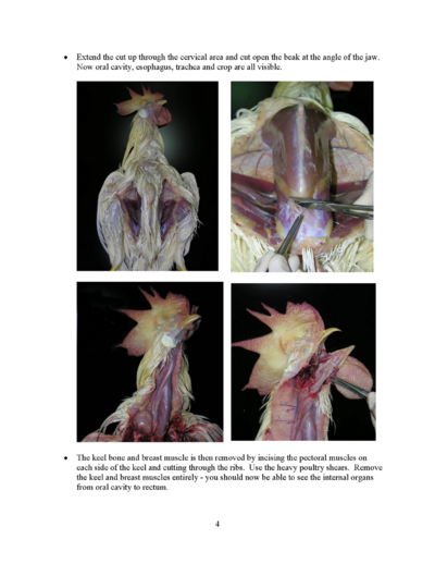 Microsoft Word - Poultry necropsy manual 2008.doc_Page_04.png