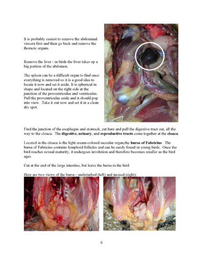 Microsoft Word - Poultry necropsy manual 2008.doc_Page_06.png