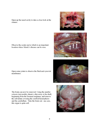 Microsoft Word - Poultry necropsy manual 2008.doc_Page_08.png