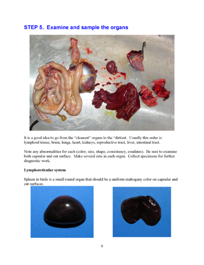 Microsoft Word - Poultry necropsy manual 2008.doc_Page_09.png