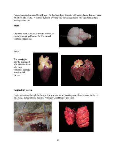 Microsoft Word - Poultry necropsy manual 2008.doc_Page_10.png