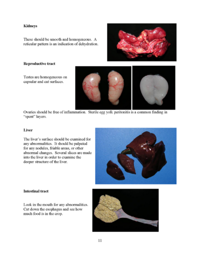 Microsoft Word - Poultry necropsy manual 2008.doc_Page_11.png