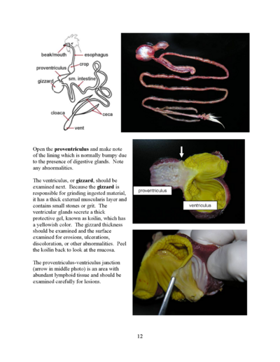 Microsoft Word - Poultry necropsy manual 2008.doc_Page_12.png