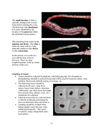 Microsoft Word - Poultry necropsy manual 2008.doc_Page_13.png