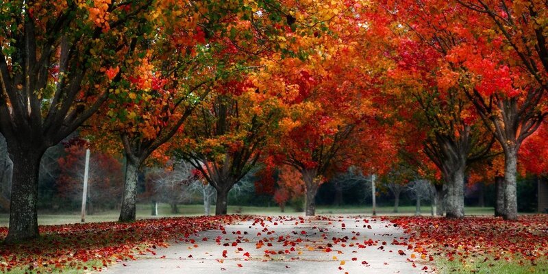 Fall-trees-color-nature-red-yellow-orange-driveway-facebook-cover-photos-1252x626.jpg