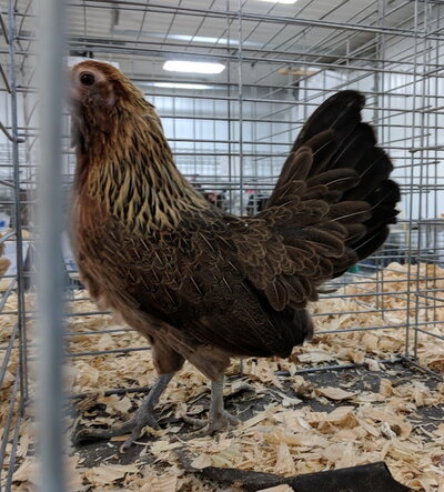 Ameraucana bantam, light brown.jpg