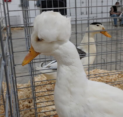 Duck, crested white.jpg