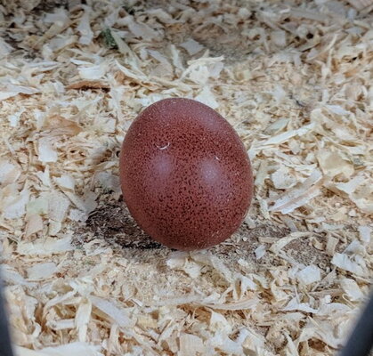 Marans, blue copper egg.jpg