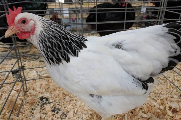 Plymouth Rock bantam, columbian.jpg