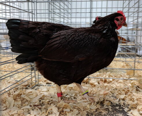 Rhode Island Red bantam.jpg