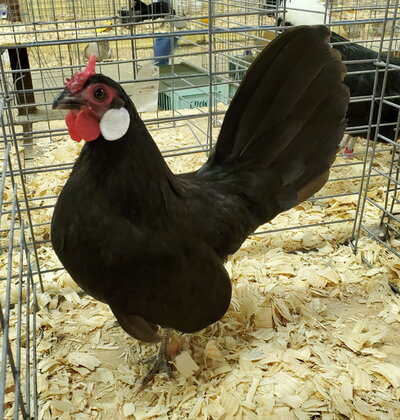 Rosecomb, black hen.jpg