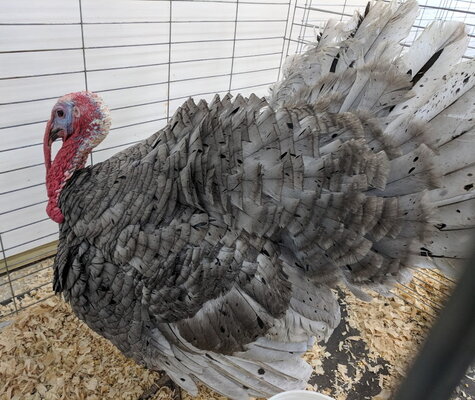 Turkey, Blue Slate side.jpg