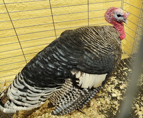 Turkey, narragansett.jpg