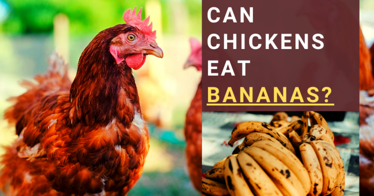 Can Chickens Eat Bananas? All You Need To Know