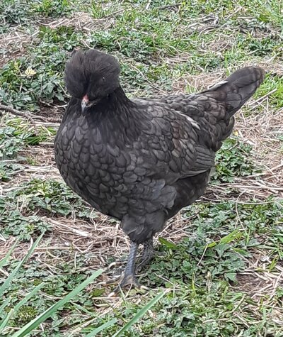 2021.09.21 Blue Hen - Nice Edging.jpg