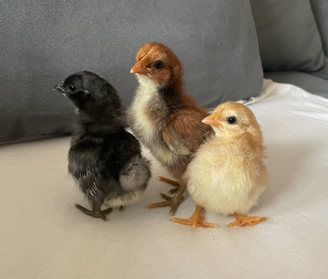 chicks day 4.png