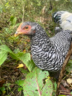 barred rock.jpg