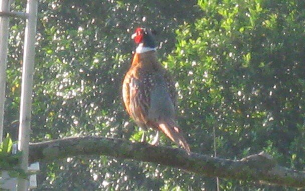 Pheasant.jpg