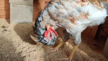 Sno Cockerel Wry Neck 4 10-28-2021.jpg