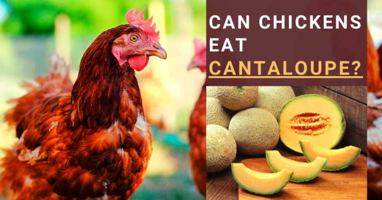 Can Chickens Eat Cantaloupe? All You Need To Know