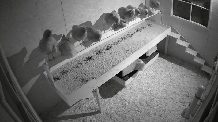 poop-tray-05.jpg
