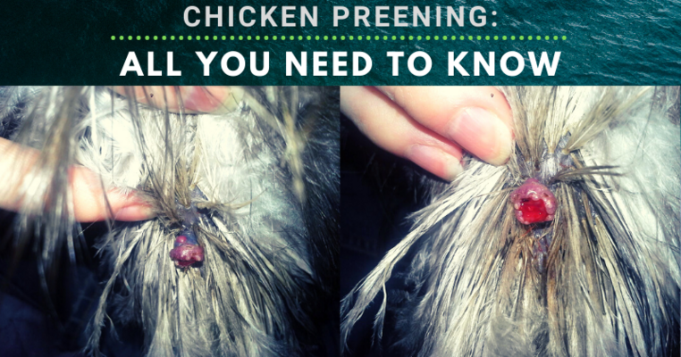 Chicken Preening (Uropygial) Gland